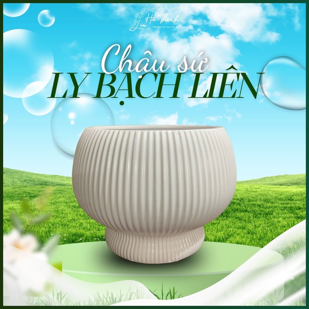 Chậu Sứ Ly Bạch Liên Trồng Lan Hồ Điệp